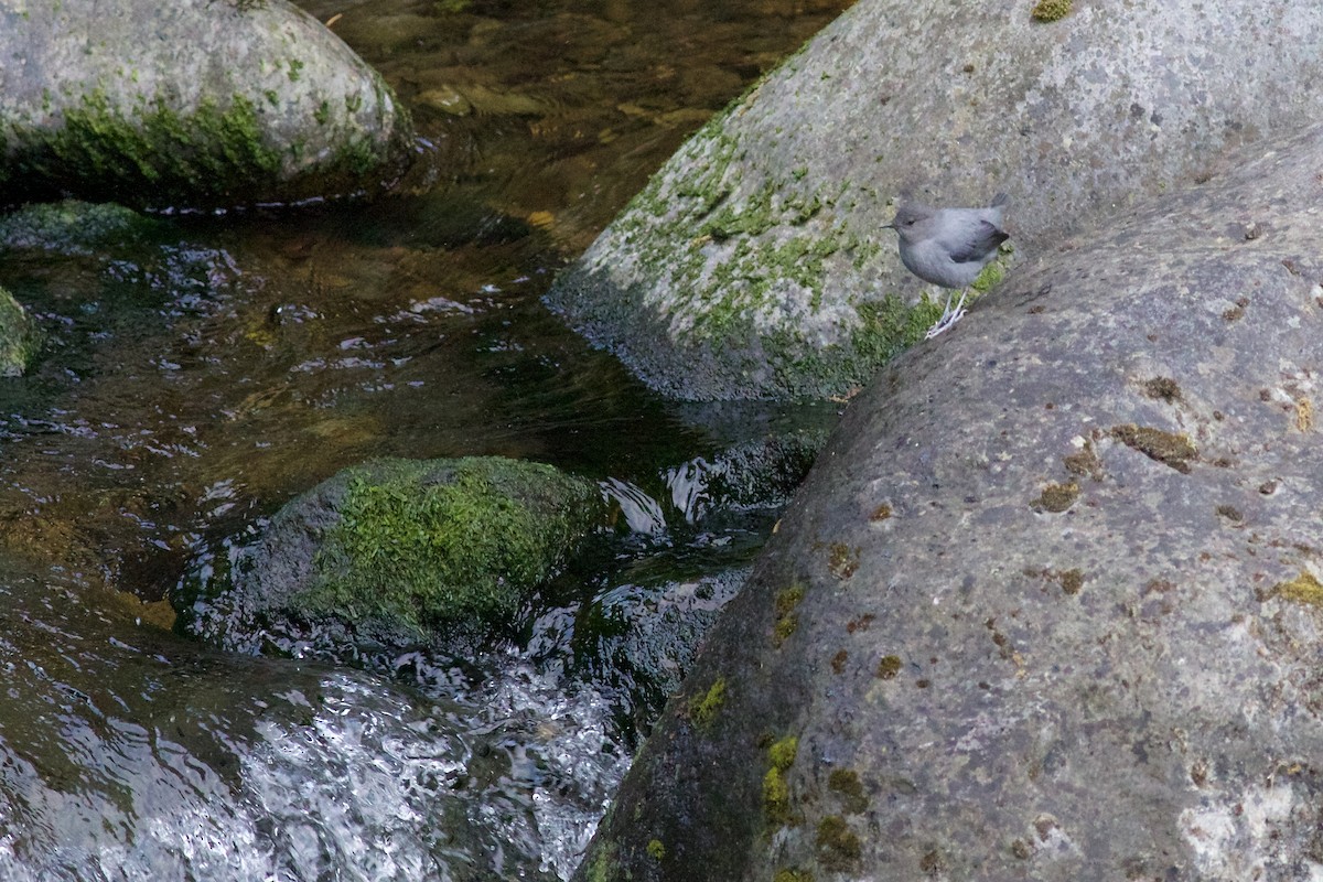 American Dipper (Costa Rican) - ML645335368