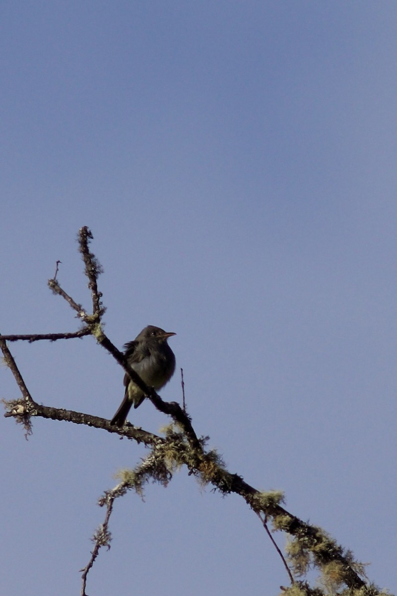 Dark Pewee - ML645335372