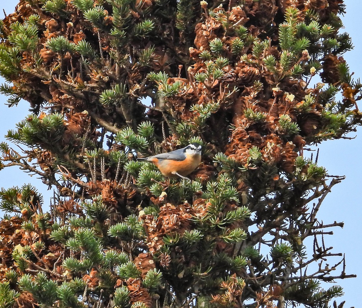Red-breasted Nuthatch - ML645335374