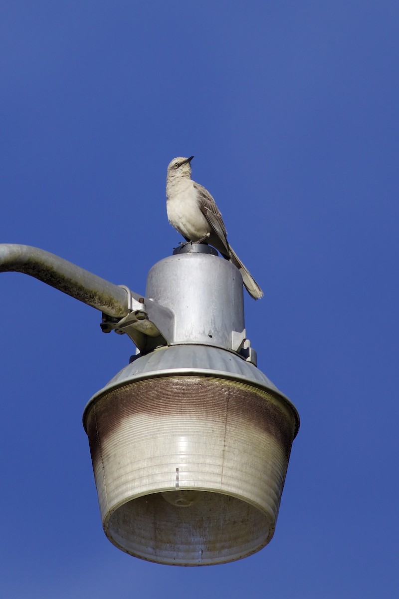 Tropikal Taklitçi - ML645335378