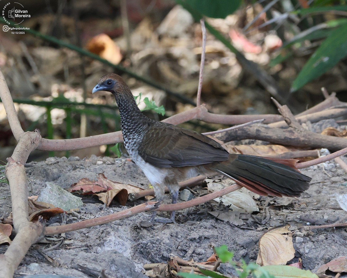 East Brazilian Chachalaca - ML645335385