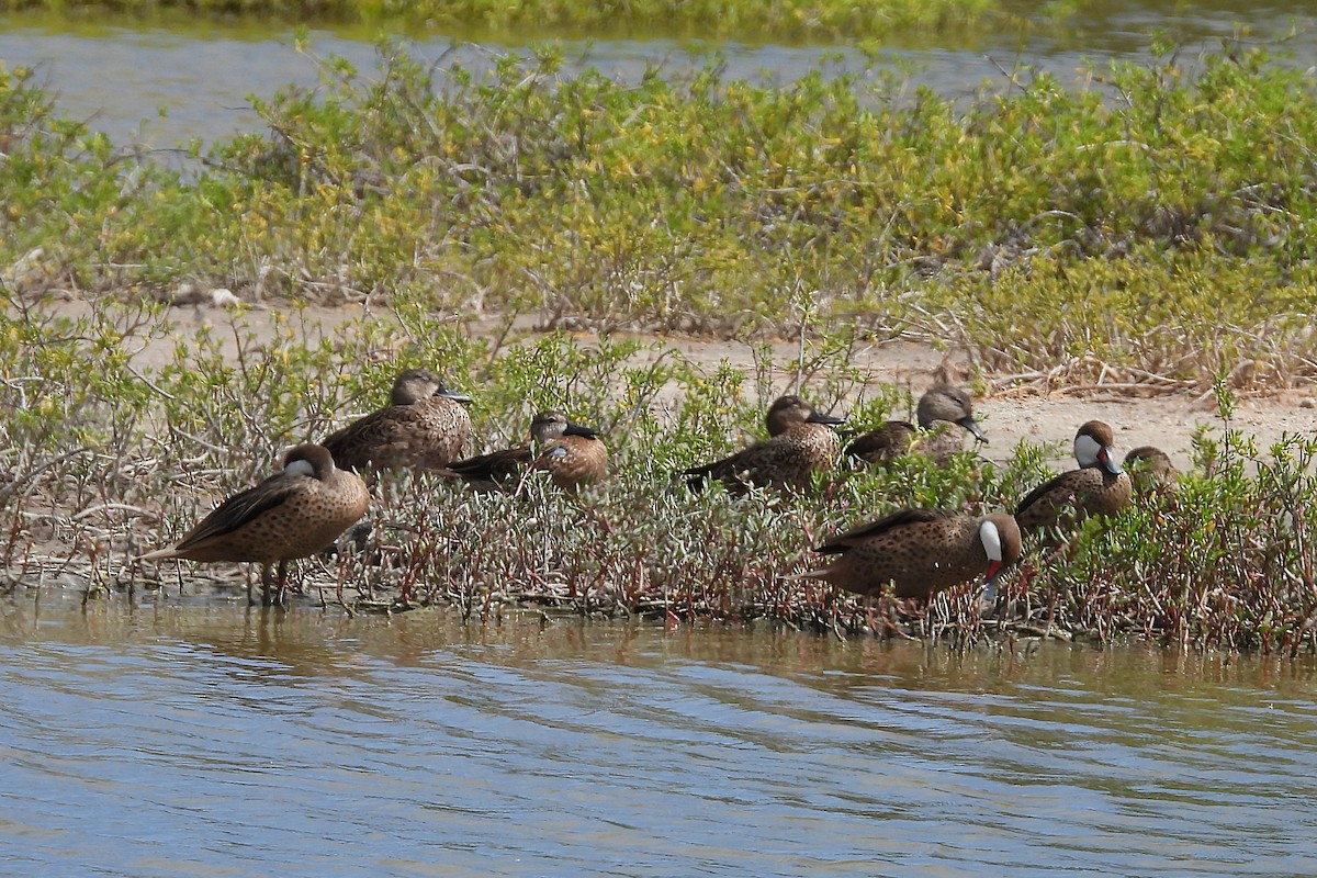 Zertzeta hegalurdina - ML645335389