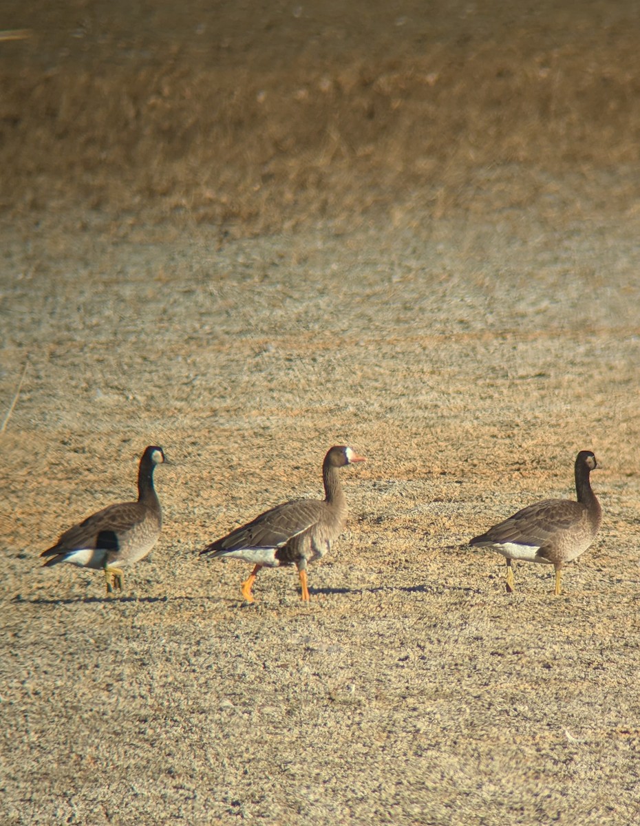 Greater White-fronted x Cackling Goose (hybrid) - ML645335390