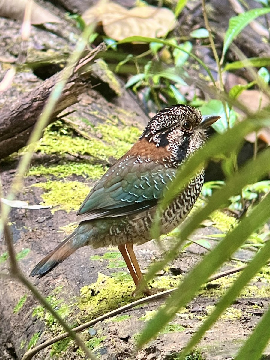 Scaly Ground-Roller - ML645335397