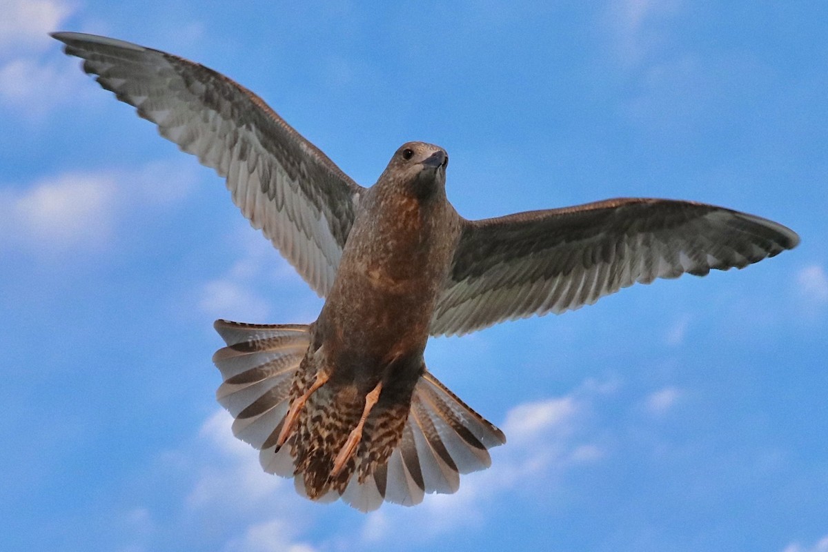 American Herring Gull - ML645335400