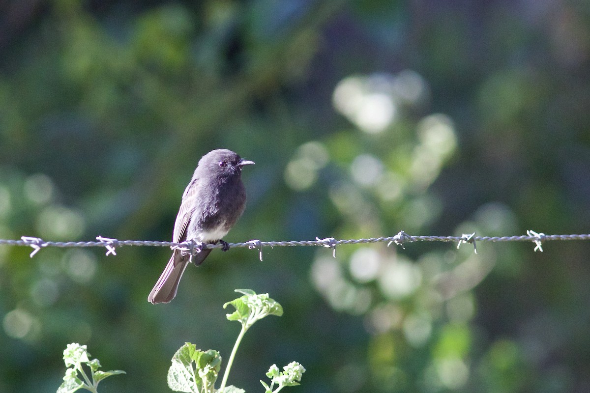 Black Phoebe - ML645335403