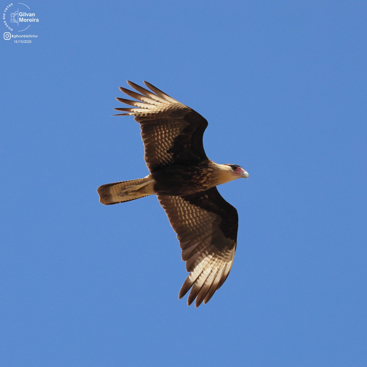 Crested Caracara - ML645335414