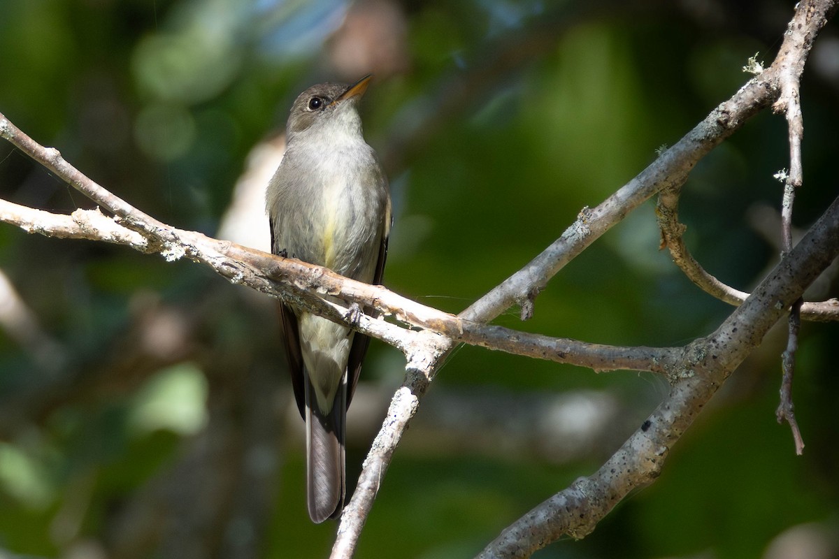 Eastern Wood-Pewee - ML645335416