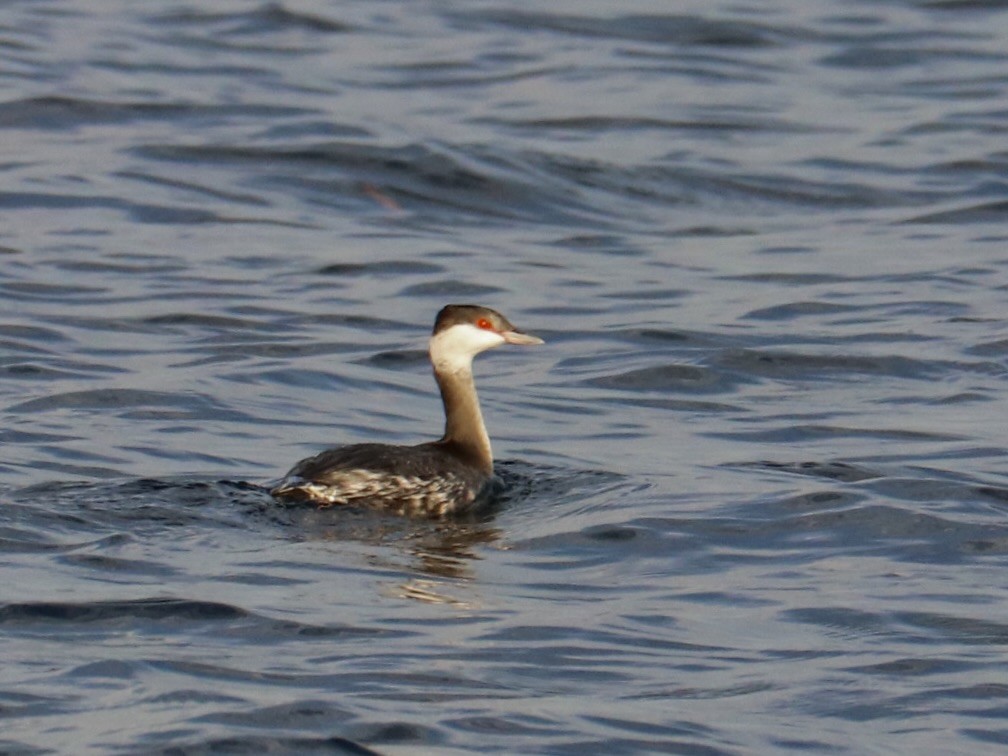 Horned Grebe - ML645335417