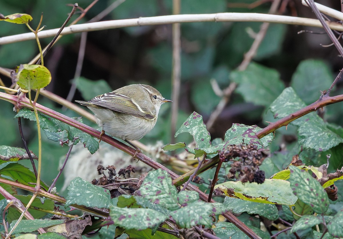 budníček altajský - ML645335427