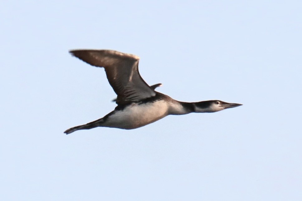 Common Loon - ML645335428