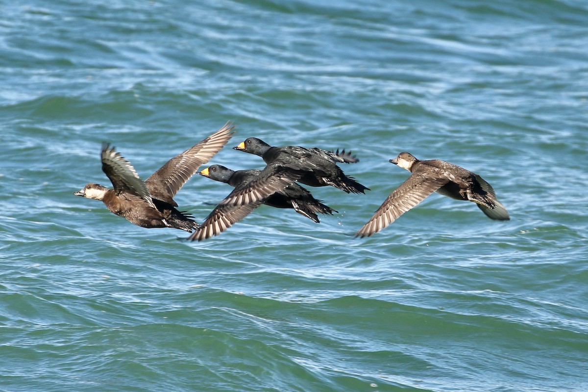 クロガモ - ML645335437