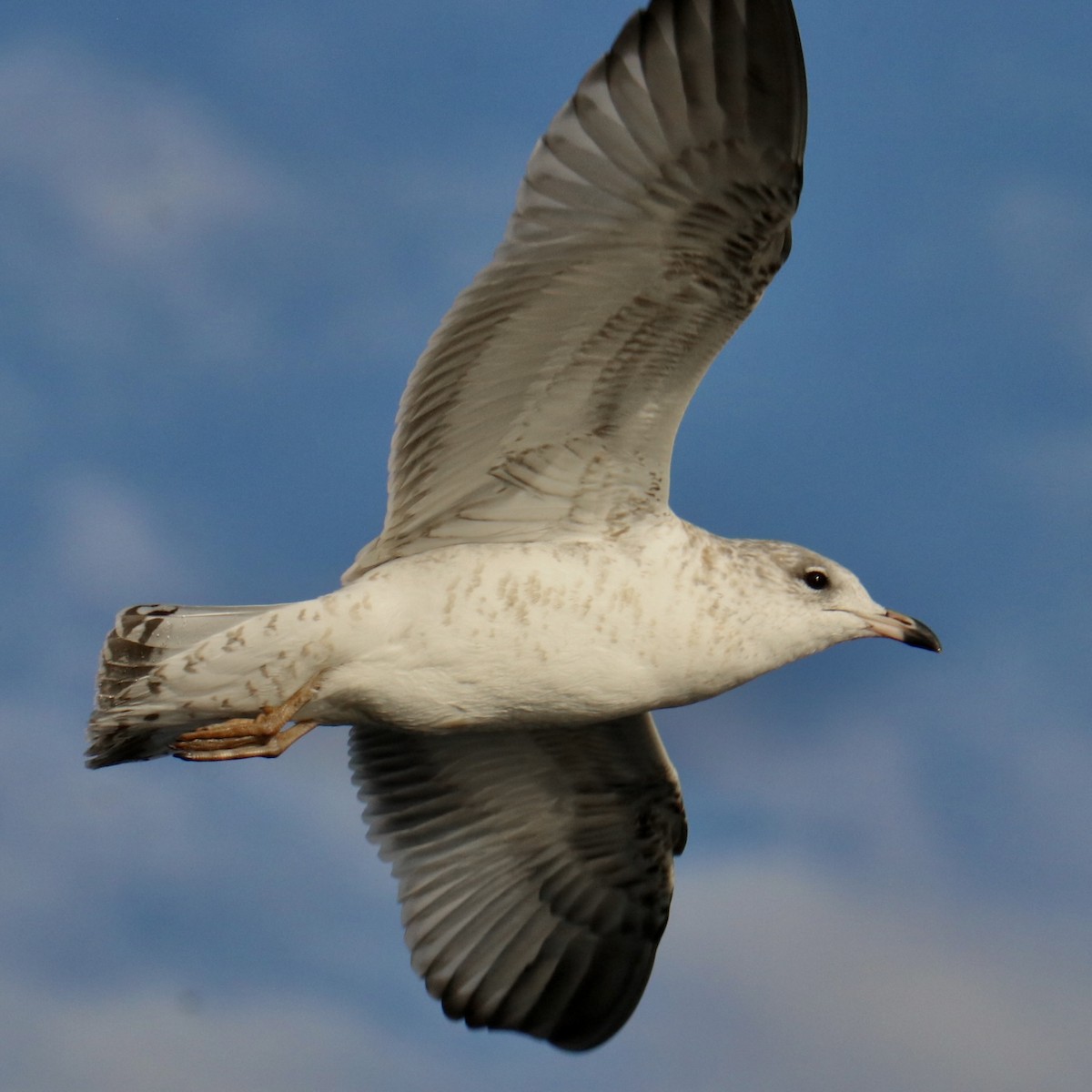 Ring-billed Gull - ML645335454