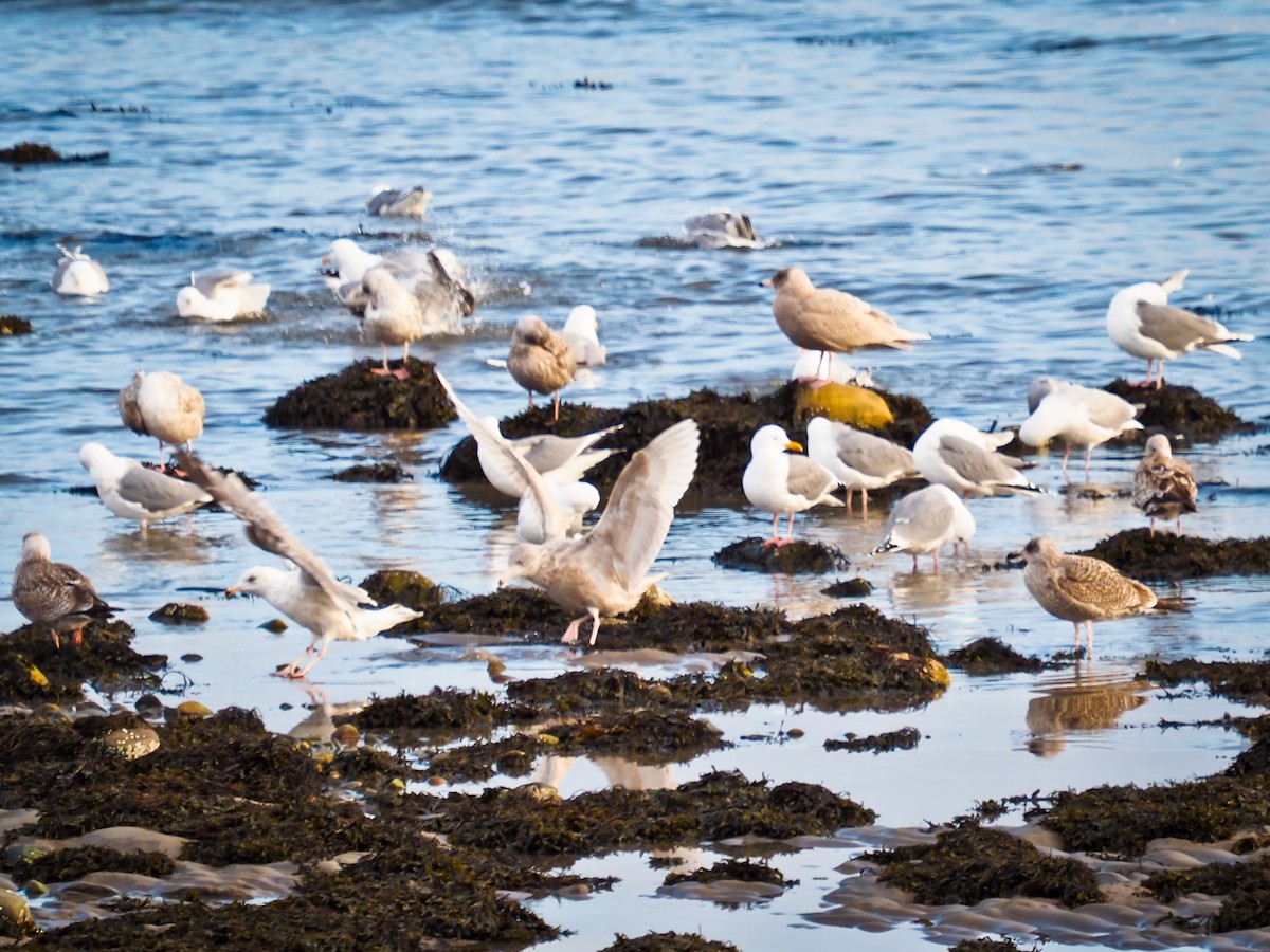 Glaucous Gull - ML645335456