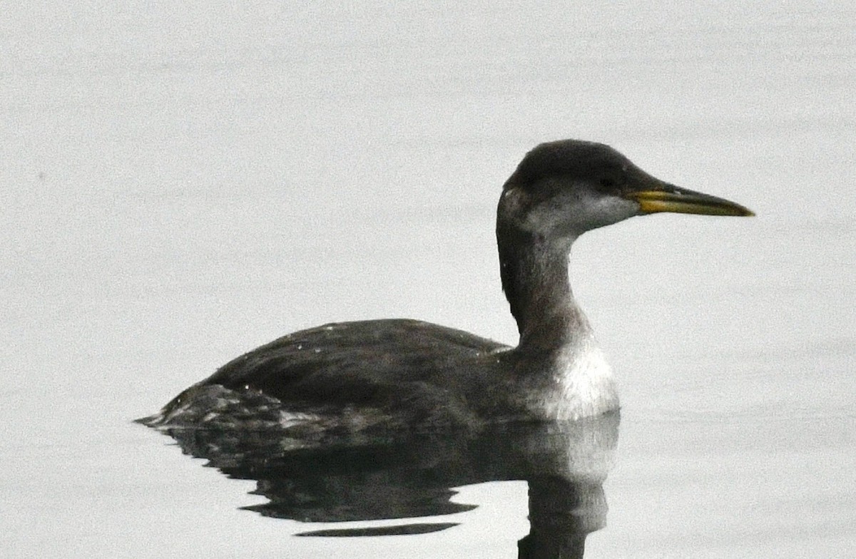 Буурал шунгуур - ML645335494