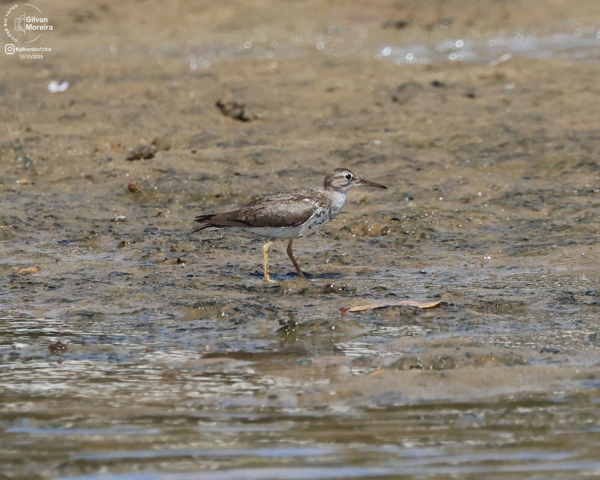 Spotted Sandpiper - ML645335497