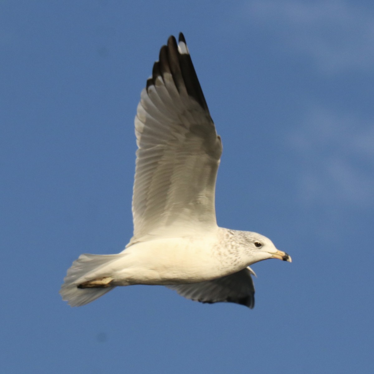 Ring-billed Gull - ML645335499