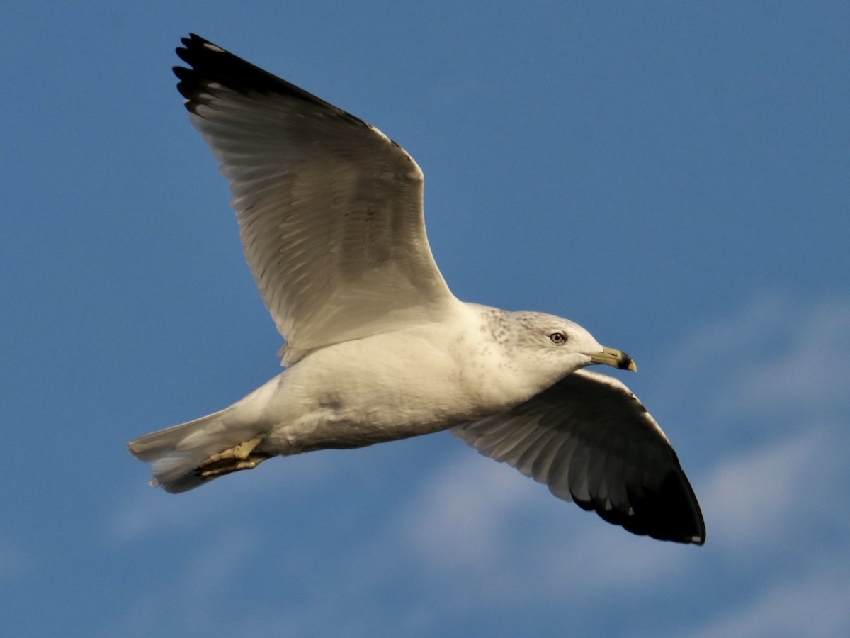 Ring-billed Gull - ML645335515