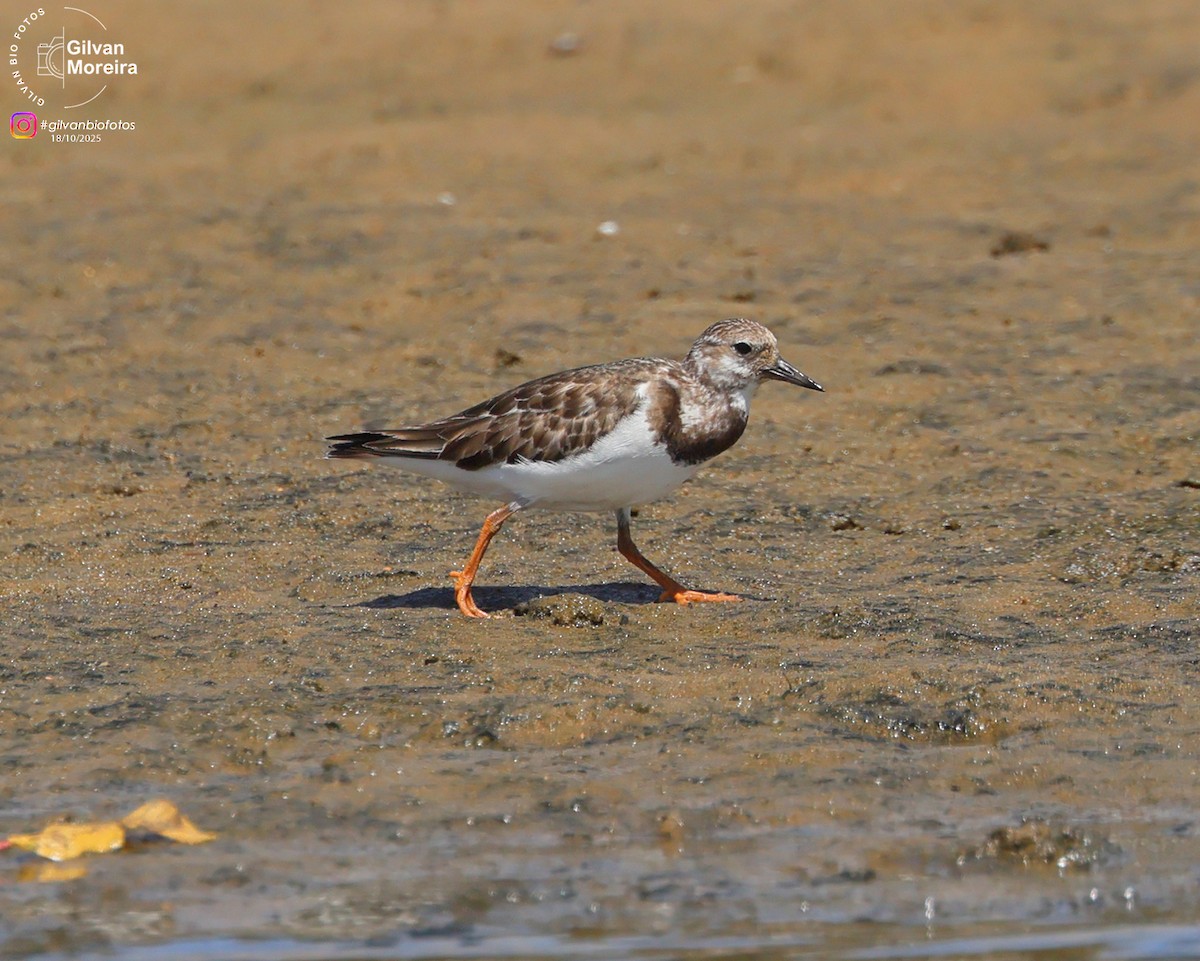 Ruddy Turnstone - ML645335517