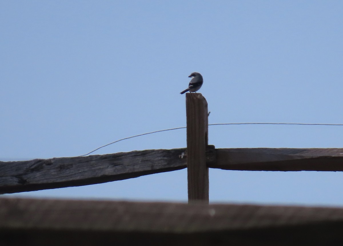 Loggerhead Shrike - ML645335519