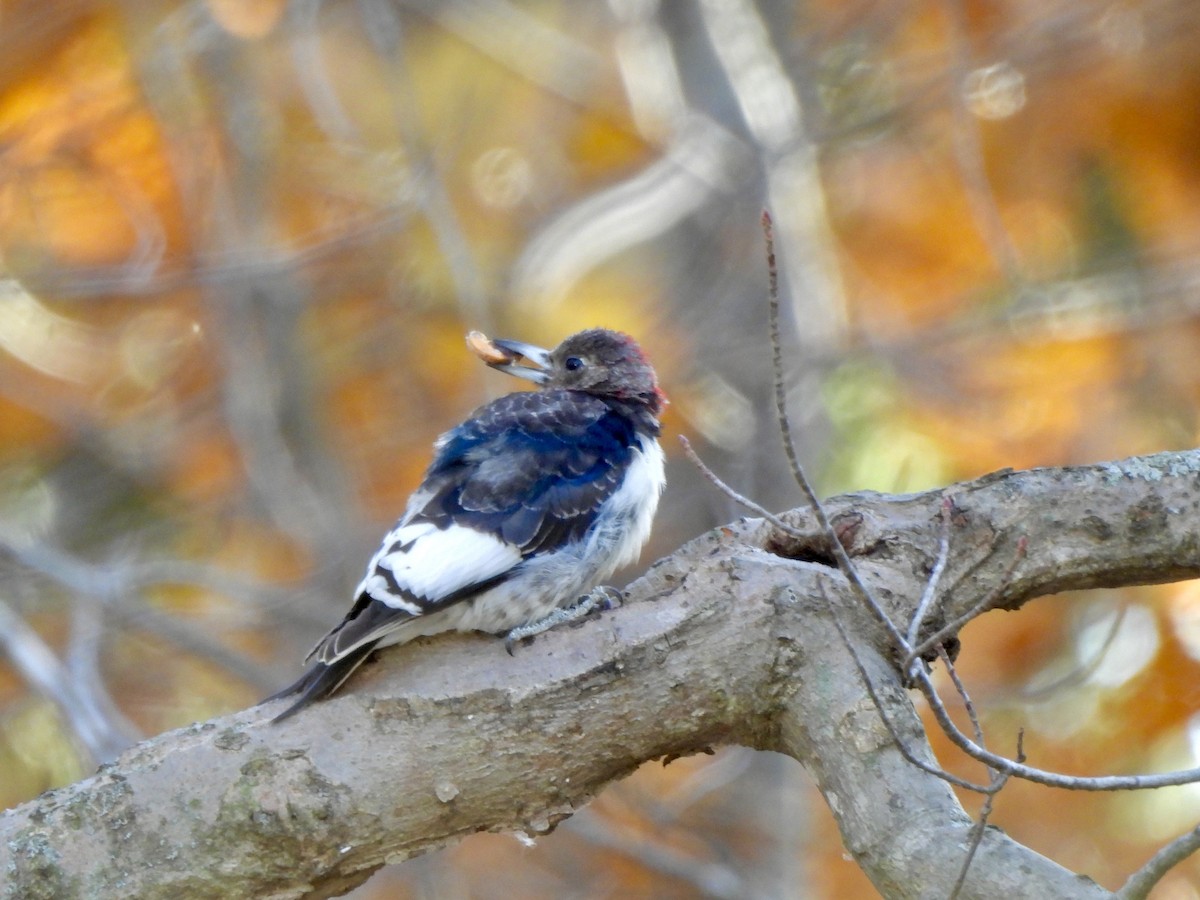 Гіла червоноголова - ML645335528