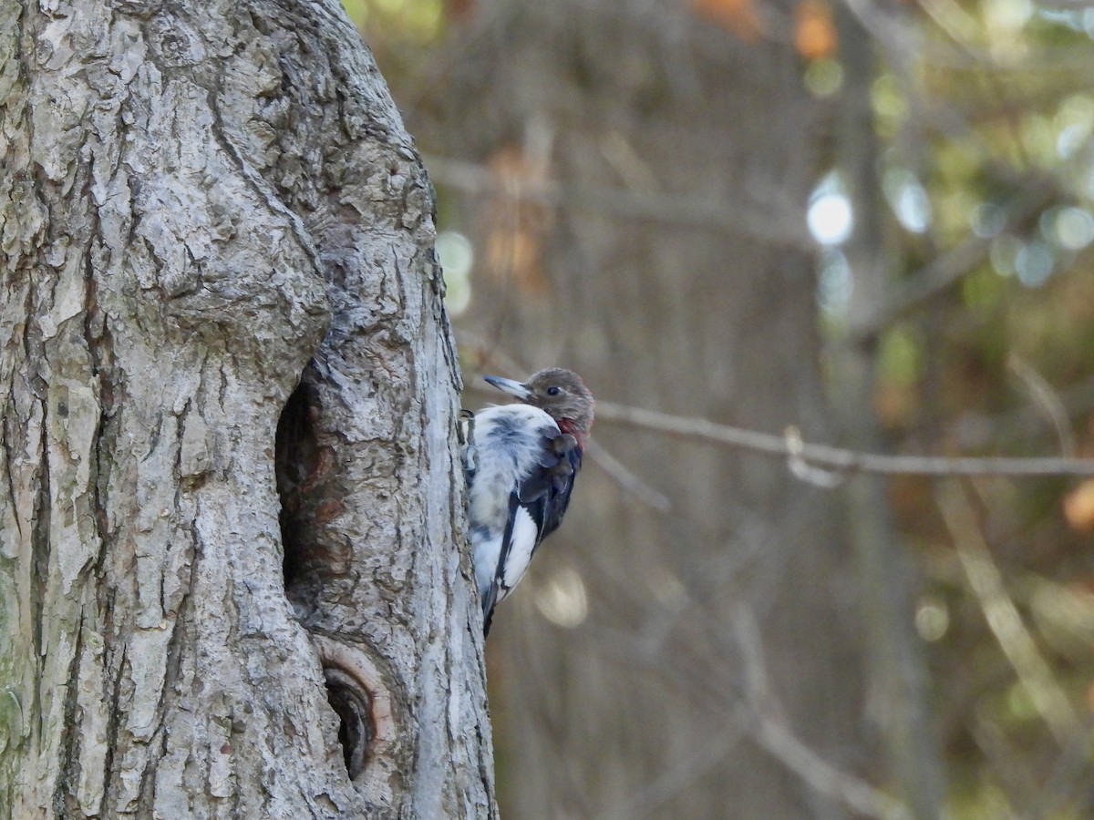 Гіла червоноголова - ML645335530