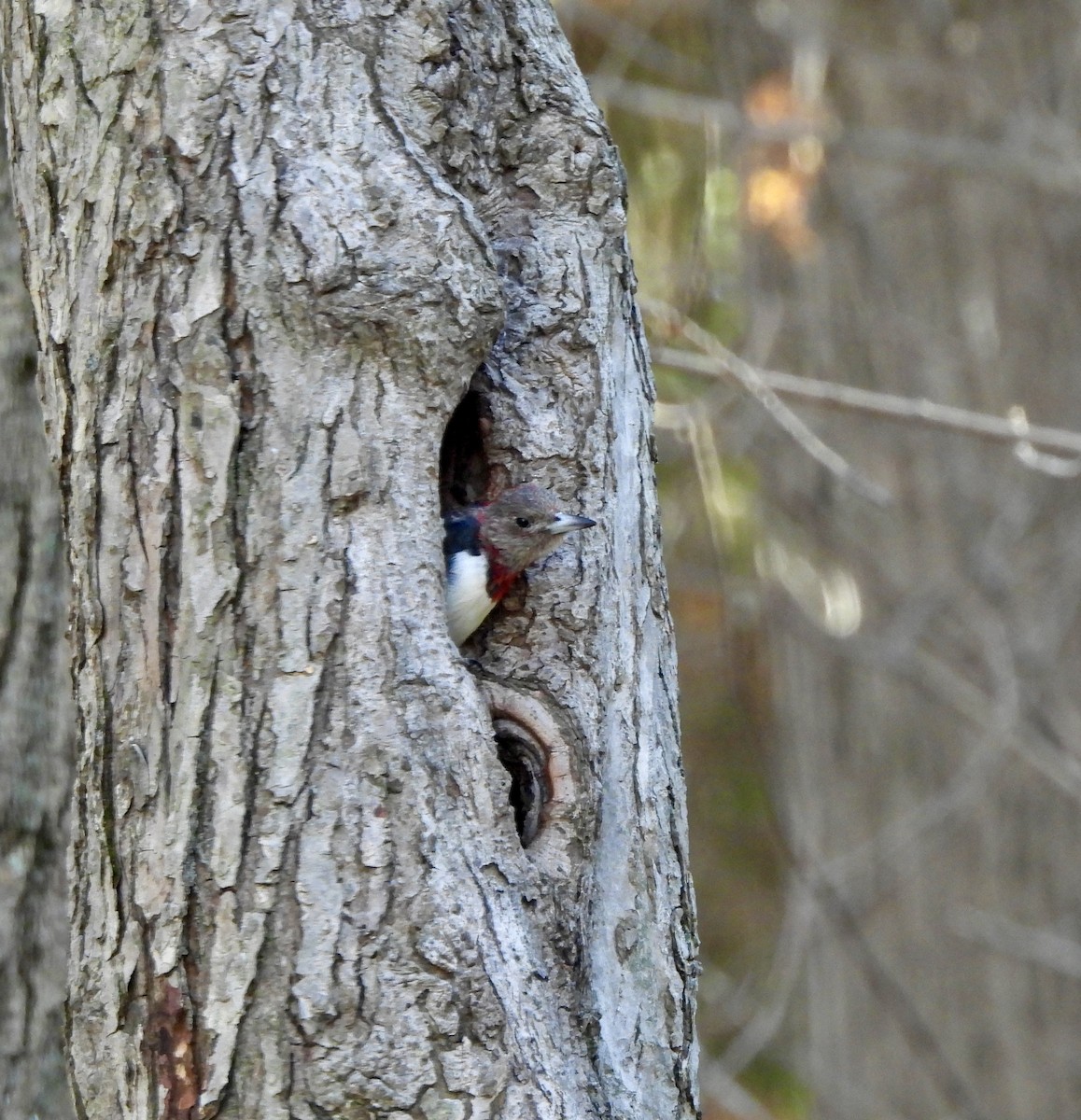 Гіла червоноголова - ML645335531