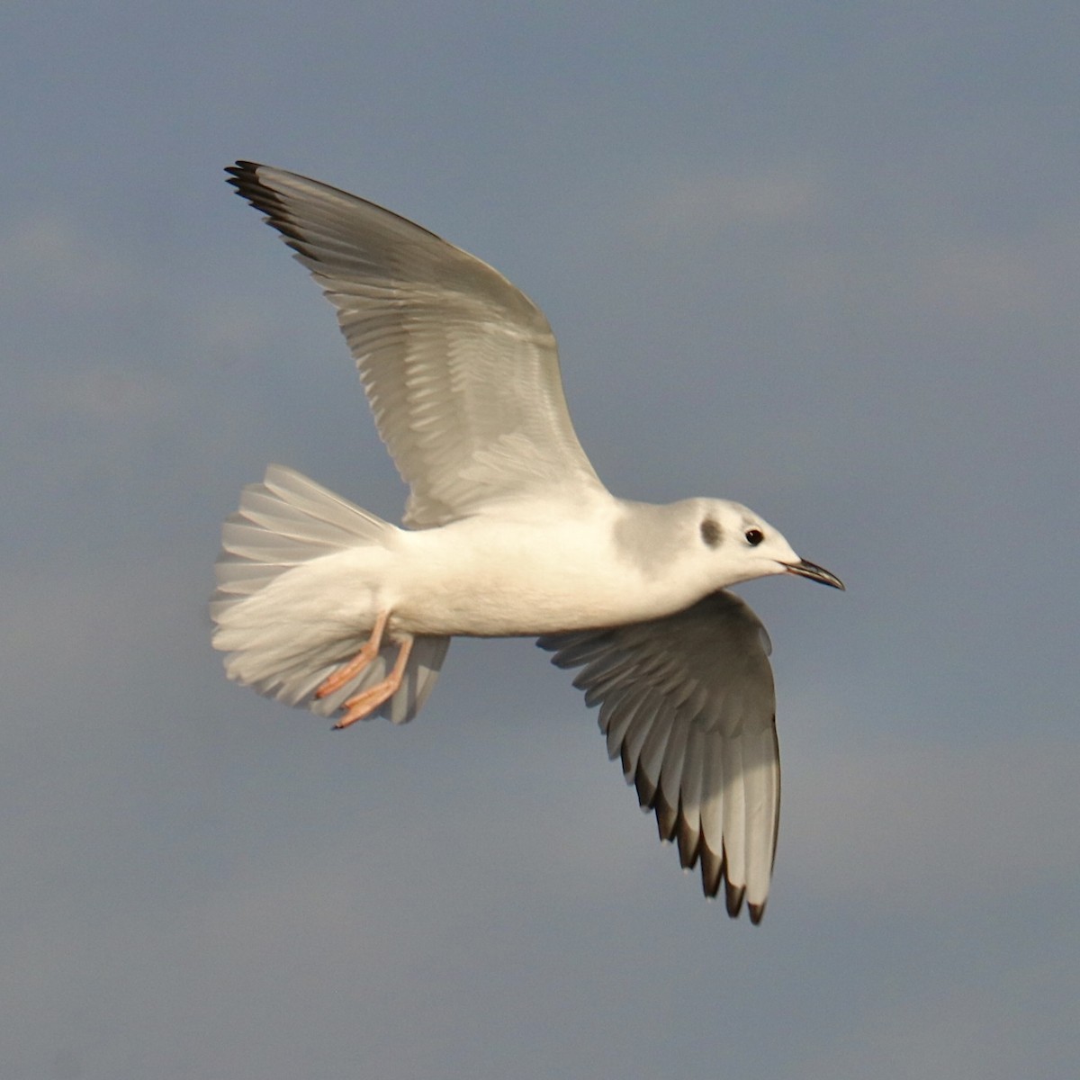 Bonaparte's Gull - ML645335535