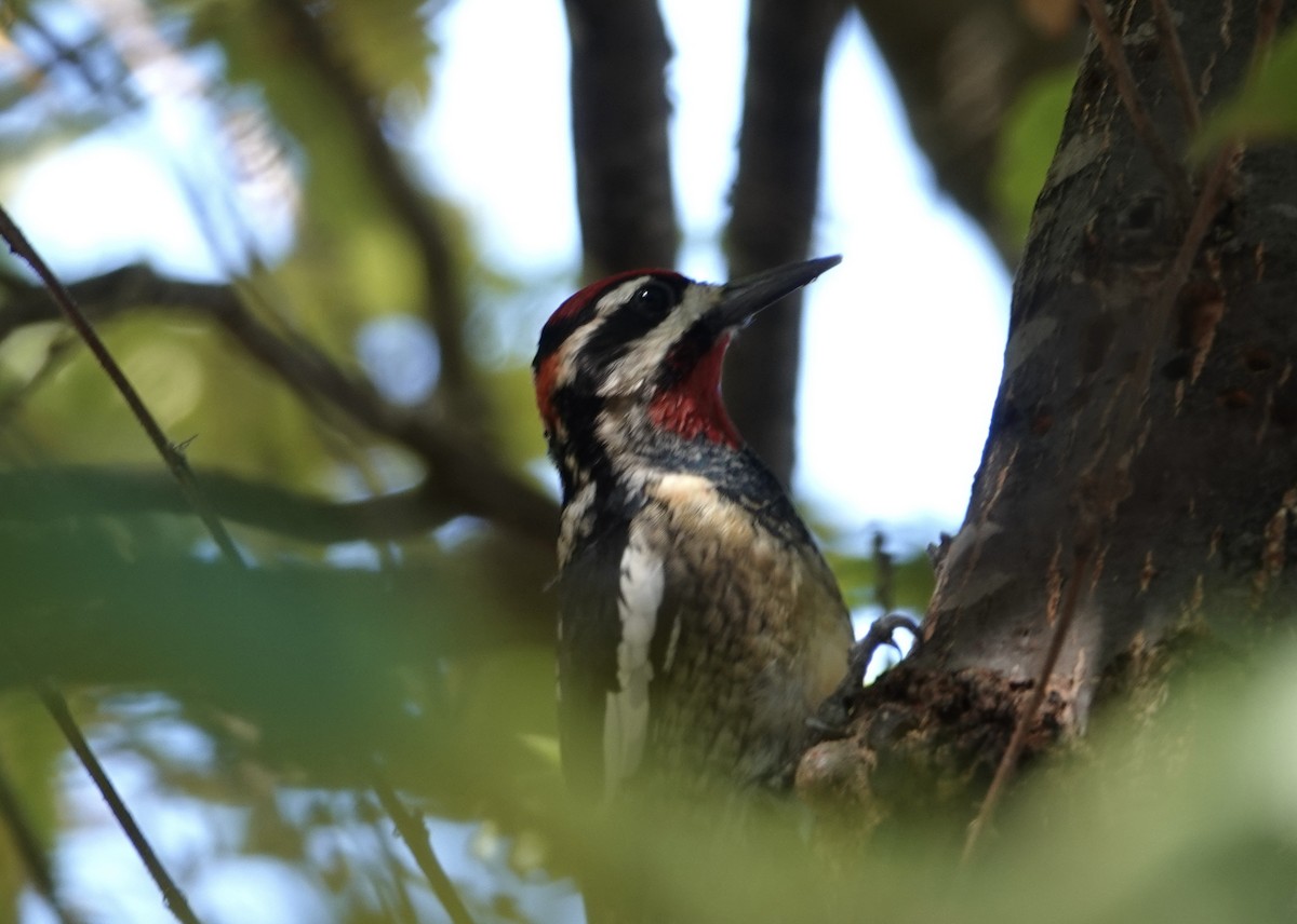 Red-naped Sapsucker - ML645335547