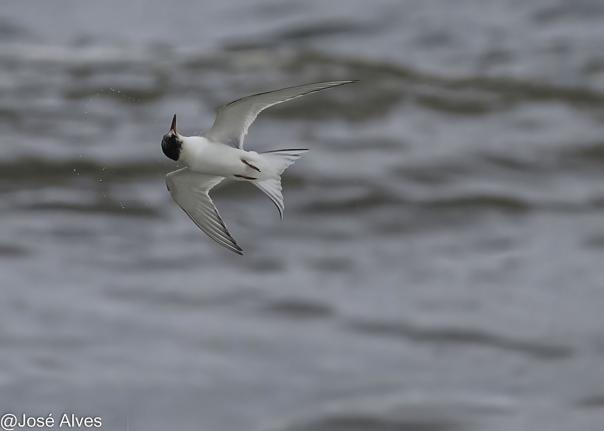 Arctic Tern - ML645335549
