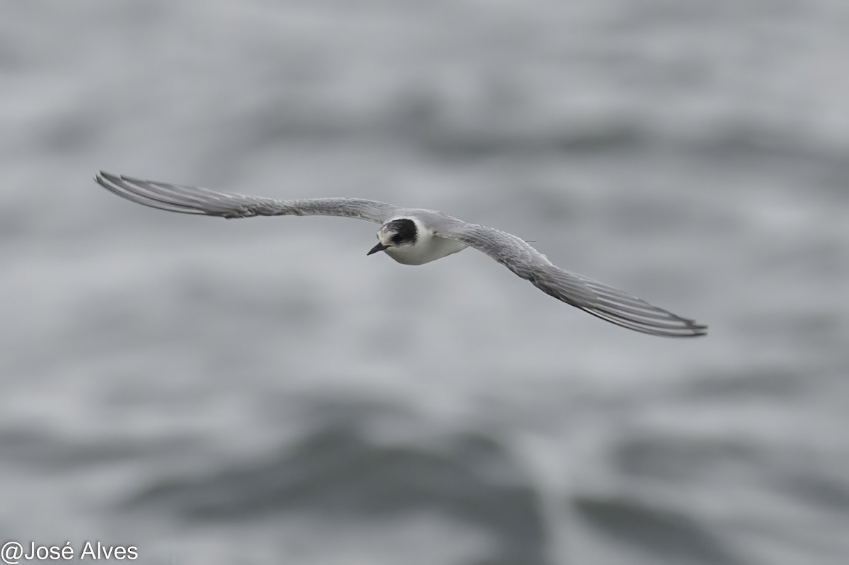 Arctic Tern - ML645335550