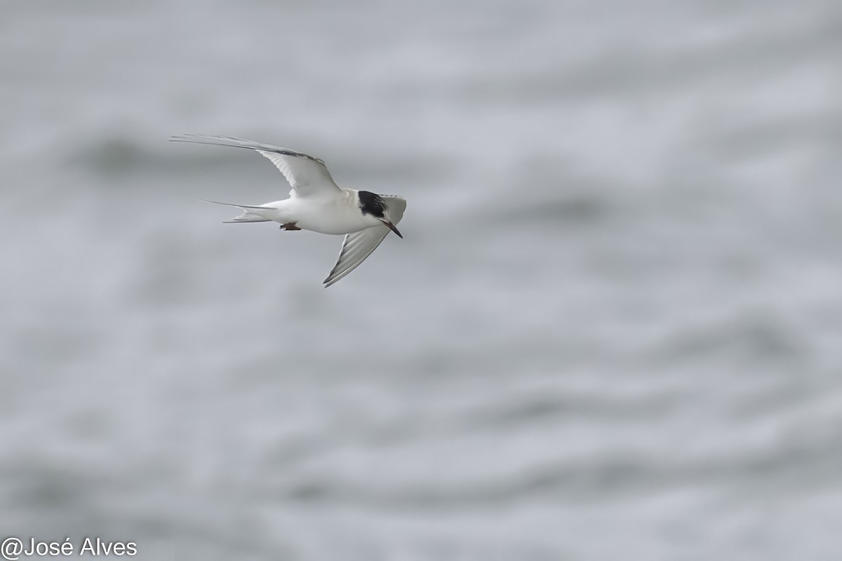 Arctic Tern - ML645335551