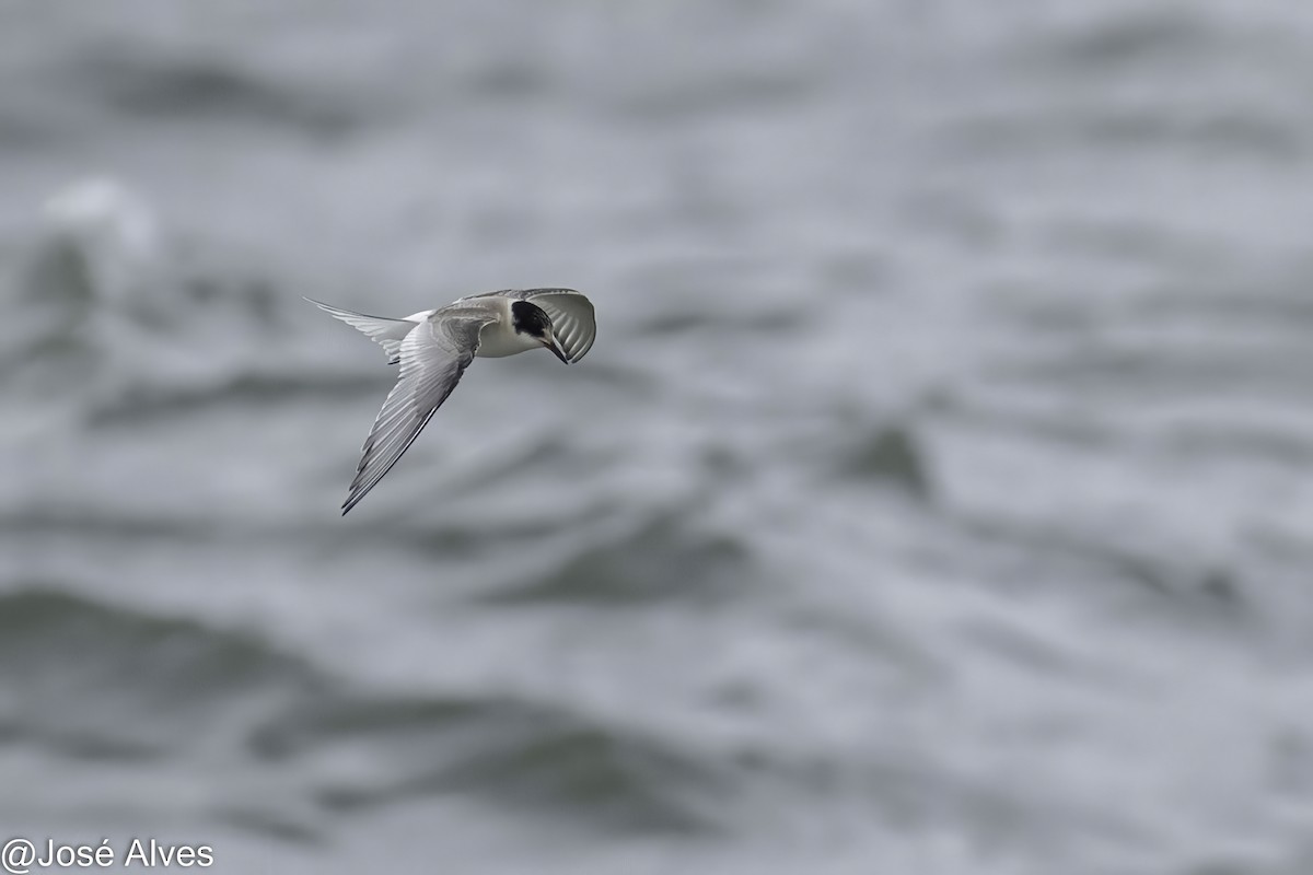 Arctic Tern - ML645335552