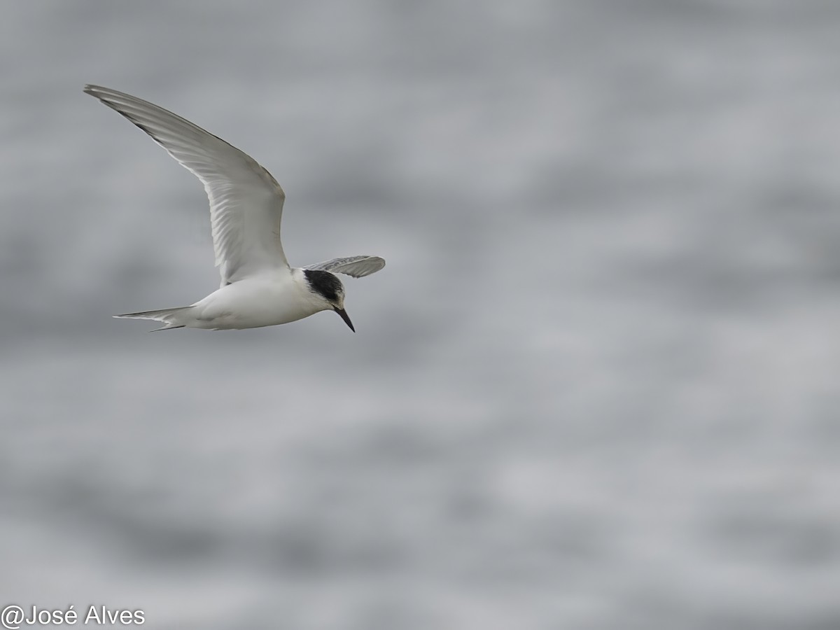 Arctic Tern - ML645335553