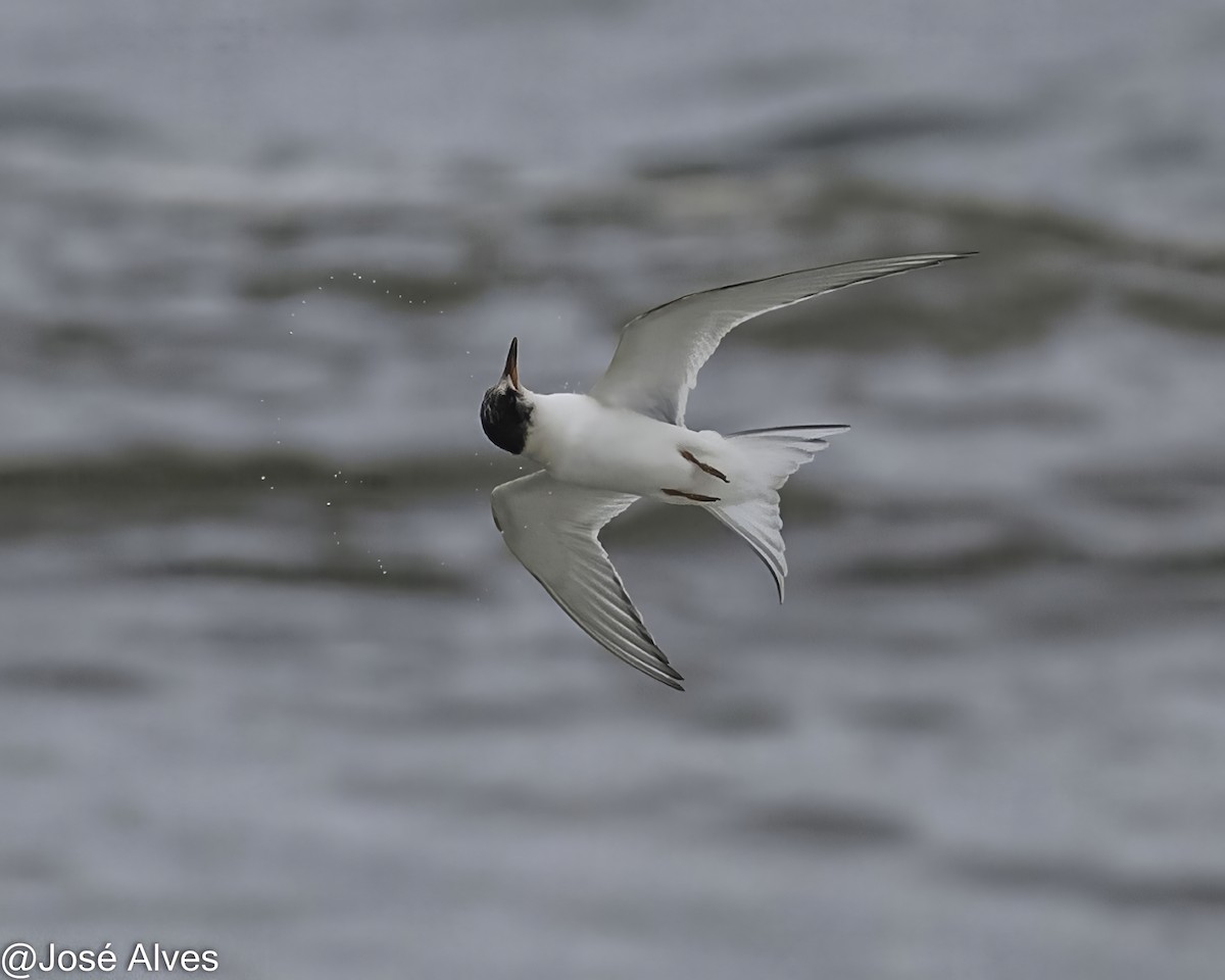 Arctic Tern - ML645335554