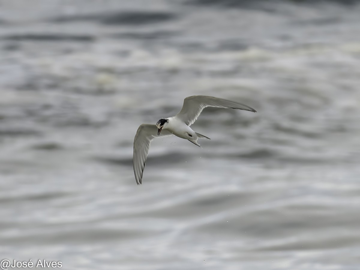 Arctic Tern - ML645335555