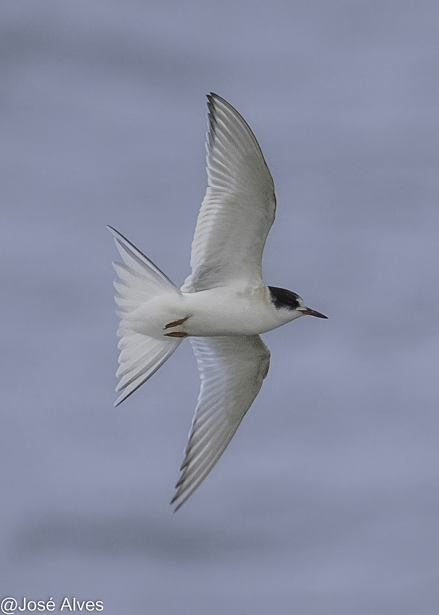 Arctic Tern - ML645335556