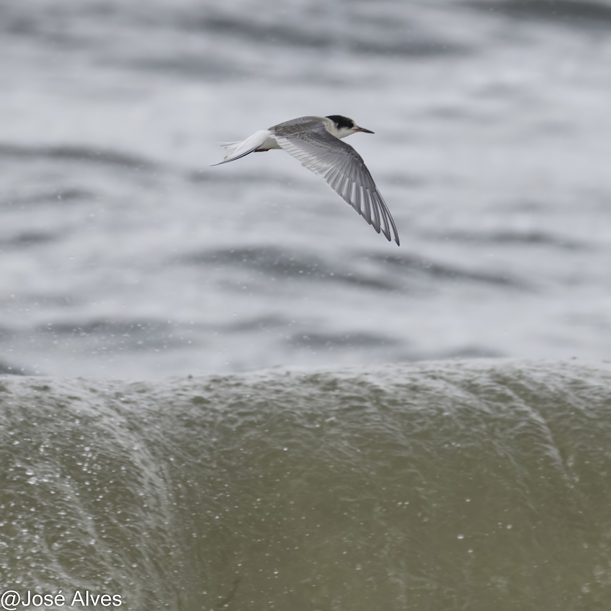 Arctic Tern - ML645335557