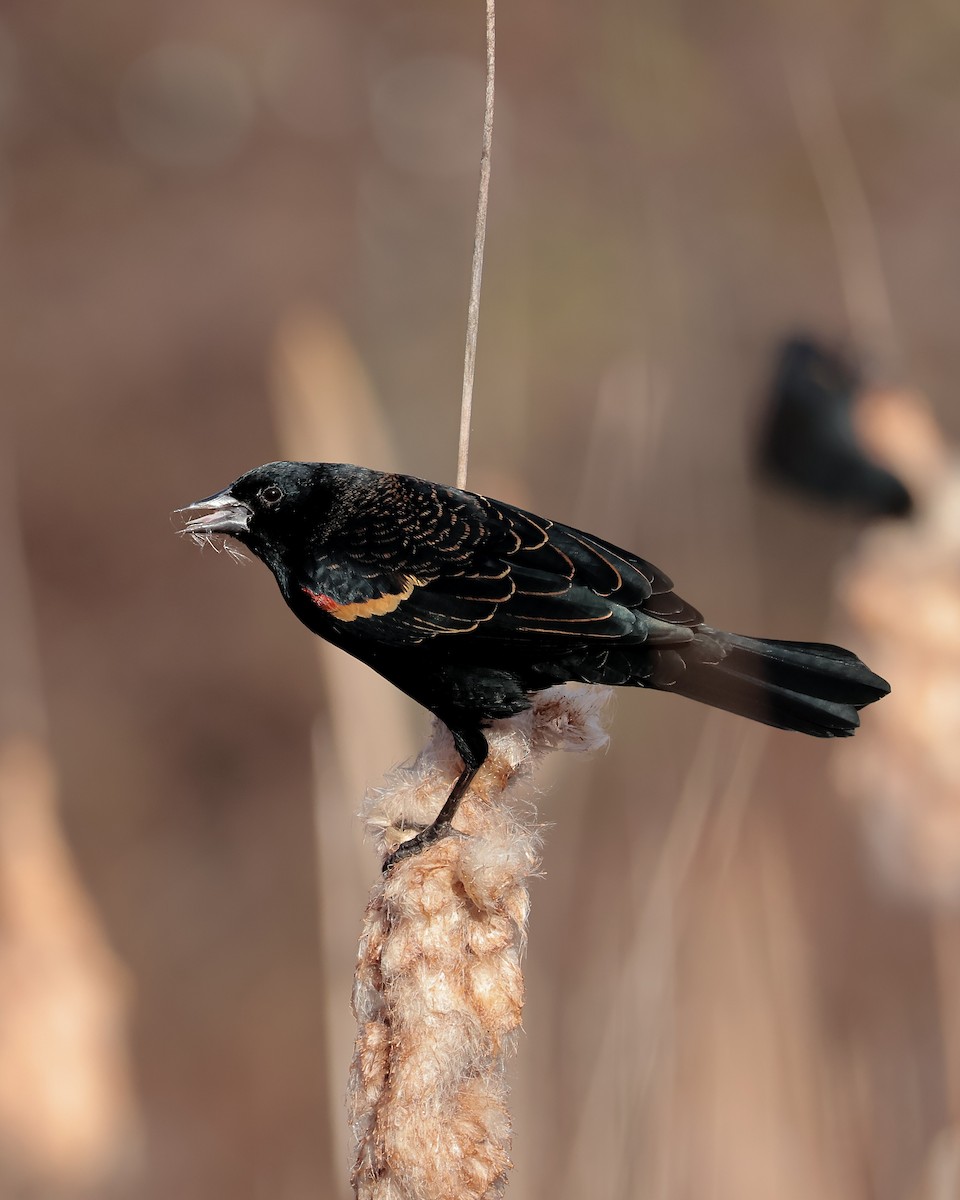 Red-winged Blackbird - ML645335560