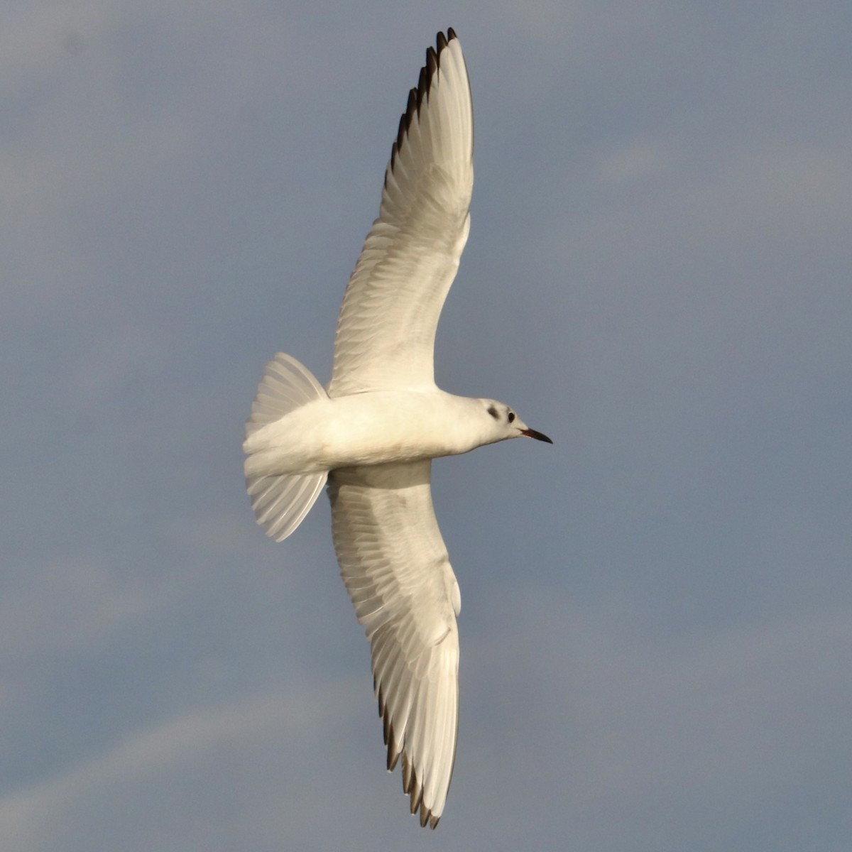 Bonaparte's Gull - ML645335562