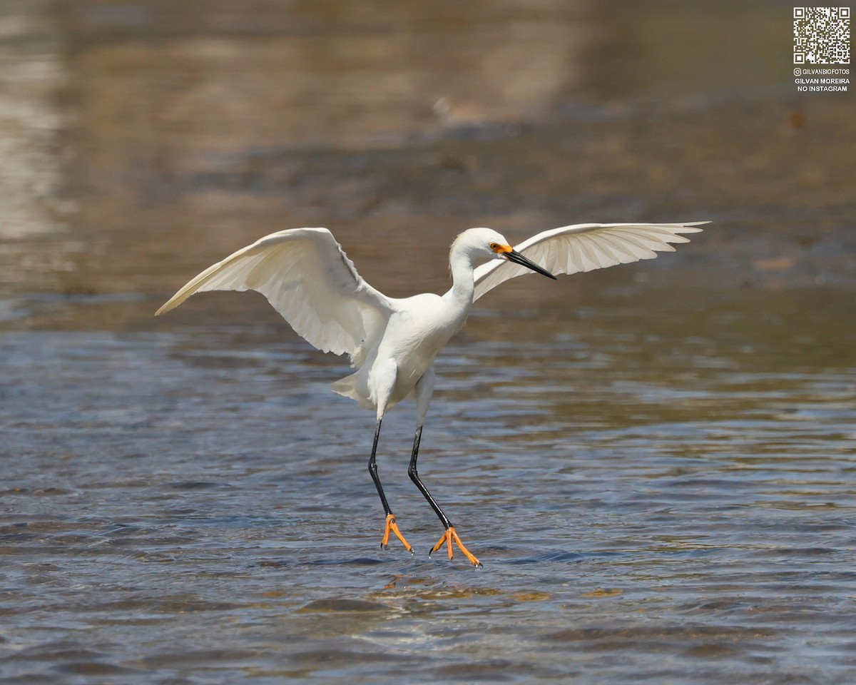 Snowy Egret - ML645335572