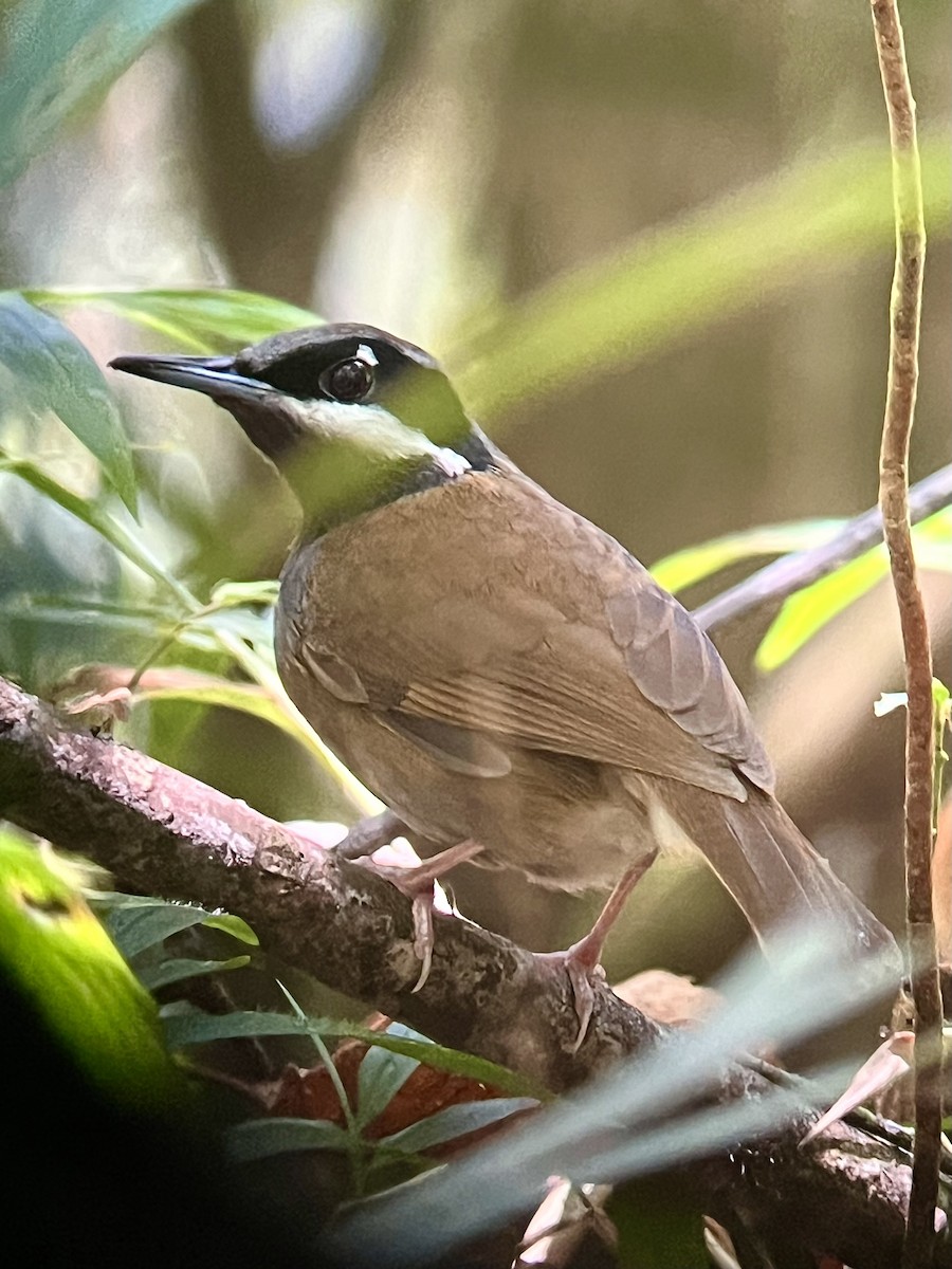 Crossley's Vanga - ML645335573