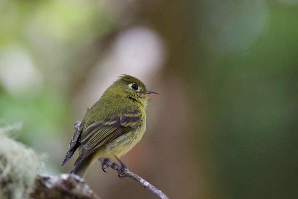 Yellowish Flycatcher - ML645335586