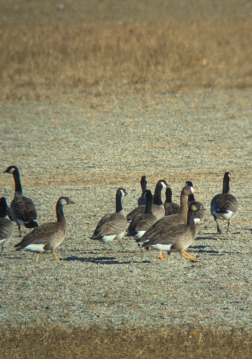 Greater White-fronted x Cackling Goose (hybrid) - ML645335594
