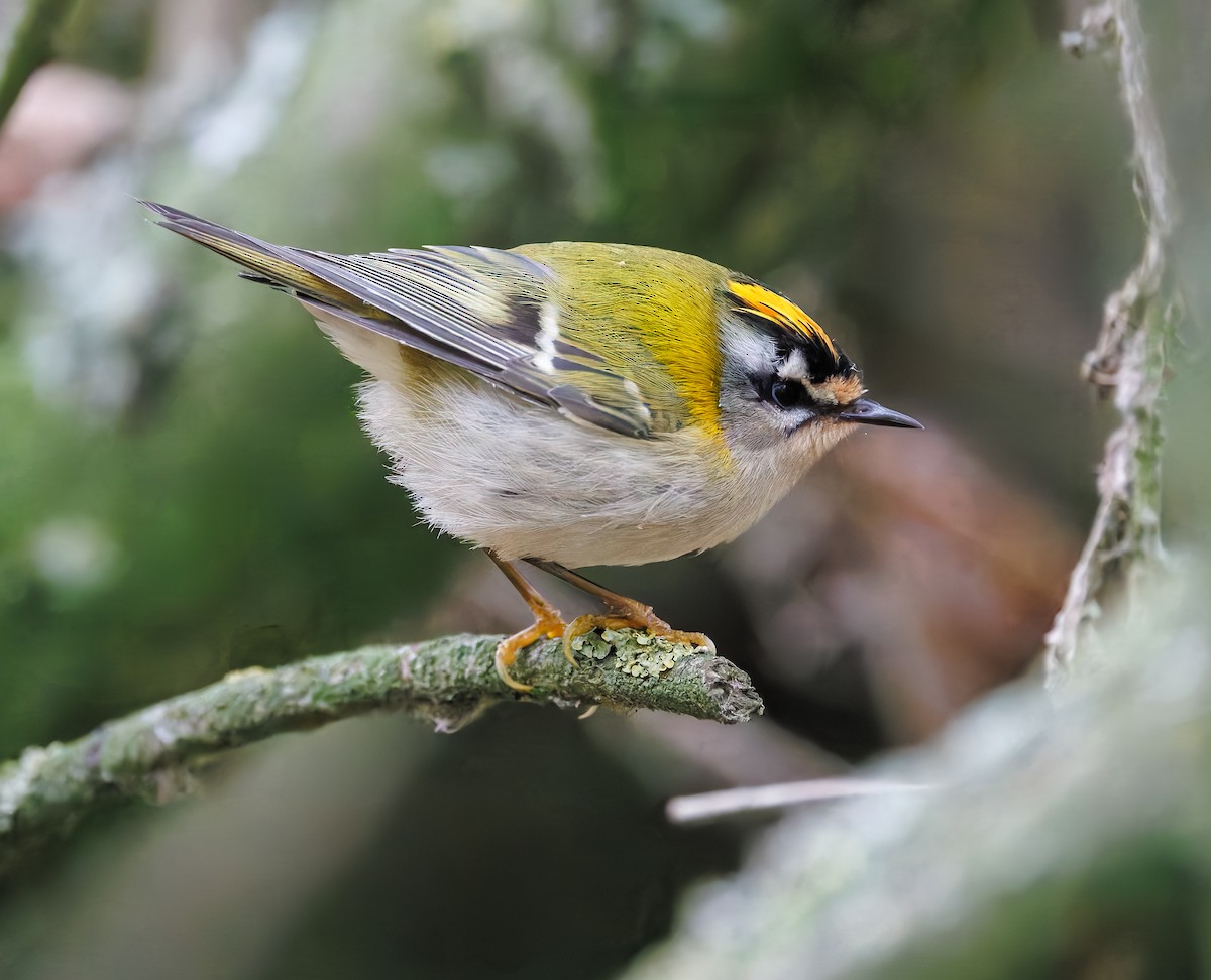 Common Firecrest - ML645335595