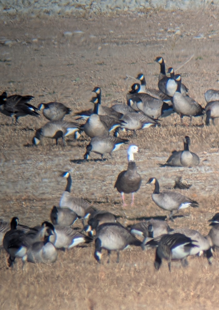 Snow x Canada Goose (hybrid) - ML645335603