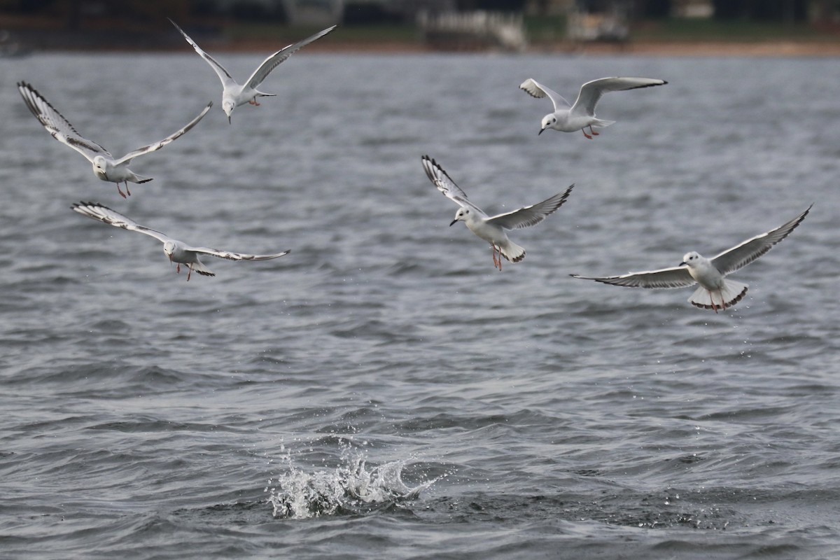 Bonaparte's Gull - ML645335606