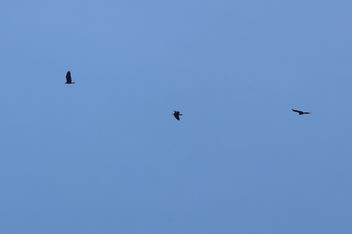 Bald Eagle - ML645335607