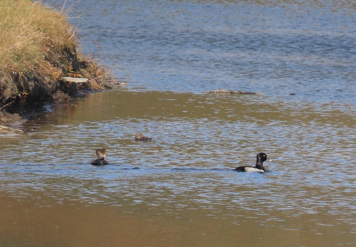 Ring-necked Duck - ML645335608