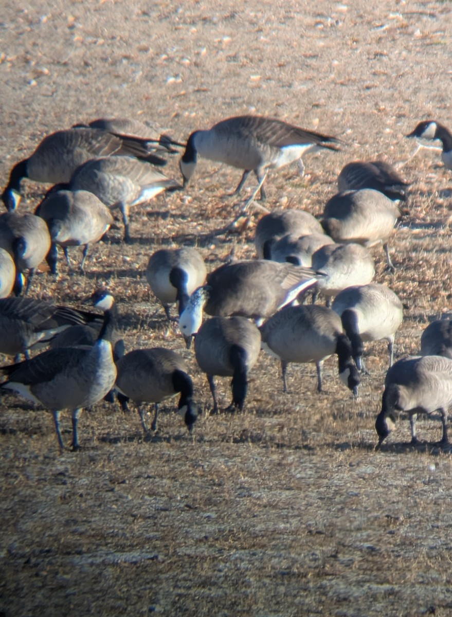 Snow x Canada Goose (hybrid) - ML645335612